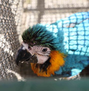Defesa Civil resgata Arara em Itaquá