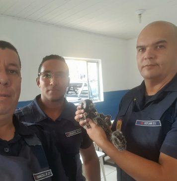 Sagui-de-Tufo-Branco é socorrido pela Guarda Ambiental