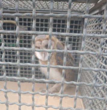 Guarda Ambiental resgata animais silvestres