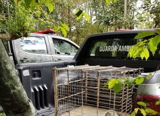 Guarda Ambiental resgata saruê