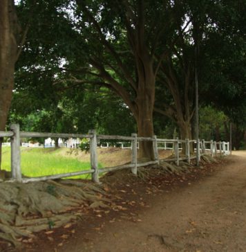 Parque Ecológico recebe manutenção ao som de violino