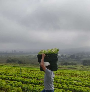 Banco de Alimentos atinge a marca de 36 toneladas de alimentos doados
