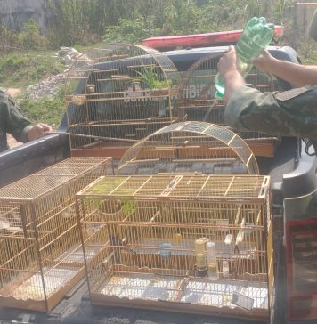Guarda Ambiental resgata pássaros em situação de maus tratos