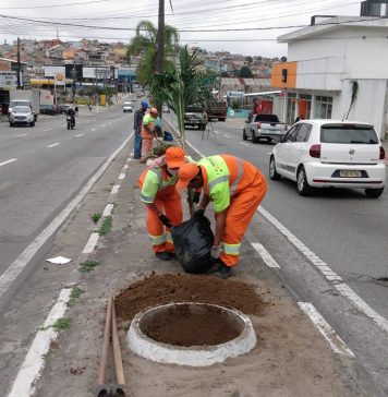 Rodovia Alberto Hinoto recebe plantio de coqueiros