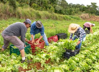 Banco de Alimentos recebe 650 quilos de alface
