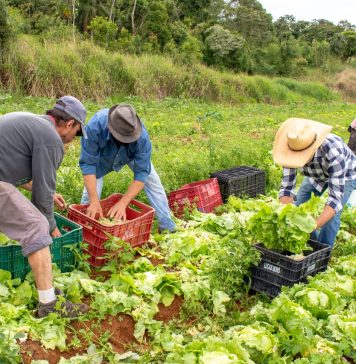 Banco de Alimentos recebe 650 quilos de alface
