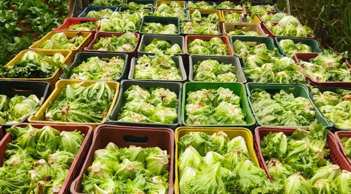 Prefeitura inicia o ano com entrega de alimentos