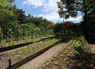 Horta urbana é implantada no Parque Ecológico