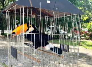 Guarda Ambiental resgata tucano e filhote de jabuti