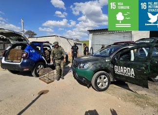 Guarda Ambiental resgata 23 pássaros silvestres em cativeiro
