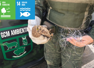 Número de animais resgatados pela Guarda Ambiental cresce 40%