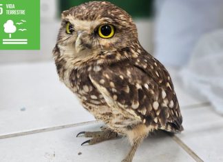 Guarda Ambiental registra 281 animais silvestres resgatados