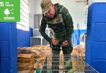 Guarda Ambiental de Itaquá resgata 49 aves durante a Operação Pássaro Livre