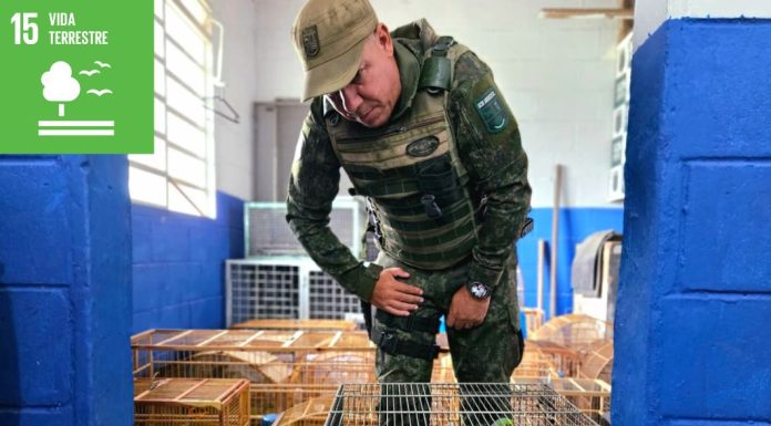 Guarda Ambiental de Itaquá resgata 49 aves durante a Operação Pássaro Livre