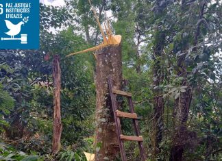 Guarda Ambiental de Itaquá flagra corte ilegal de árvores e aplica multa de R$ 7,6 mil