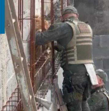 Guarda Ambiental de Itaquá resgata cães encurralados sob parede em construção no Jardim Nossa Senhora D’Ajuda