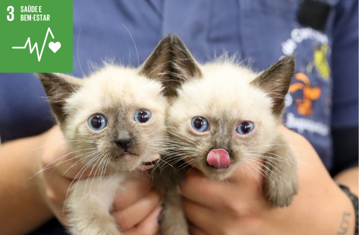 Feira de adoção animal acontece neste sábado (6) no Pateo Itaquá